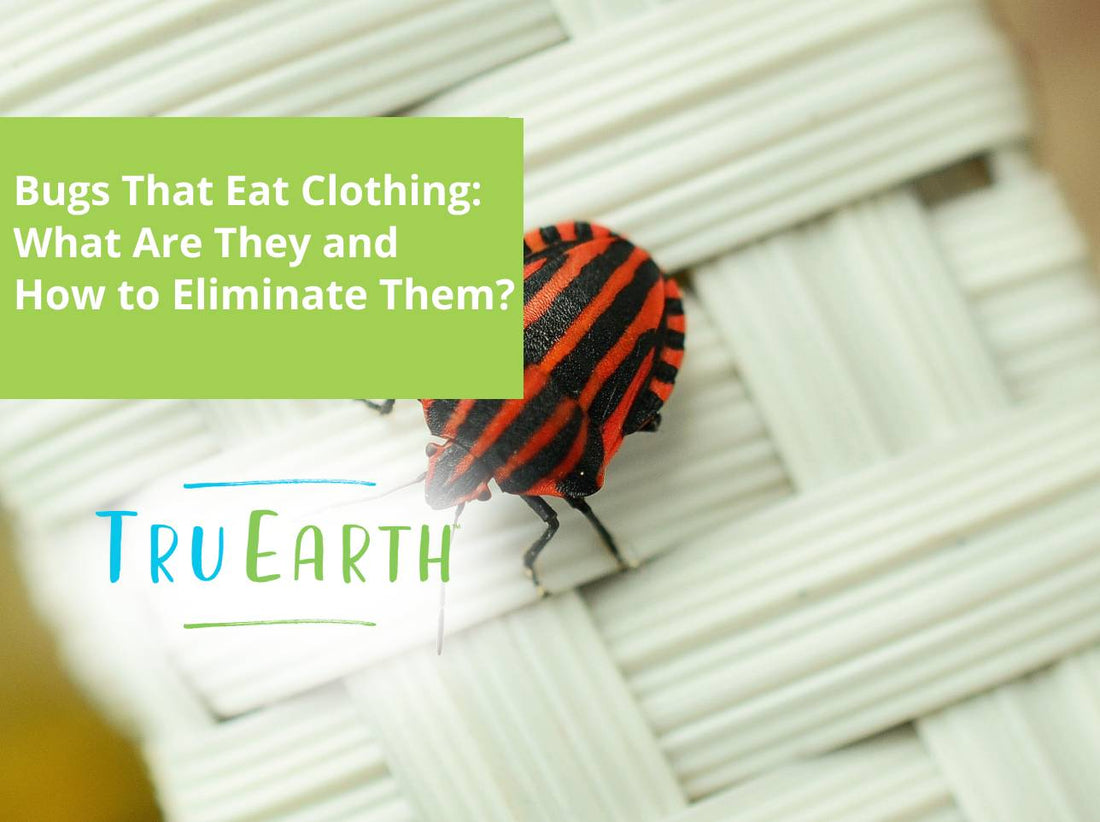 Bugs That Eat Clothing: What Are They and How to Eliminate Them?