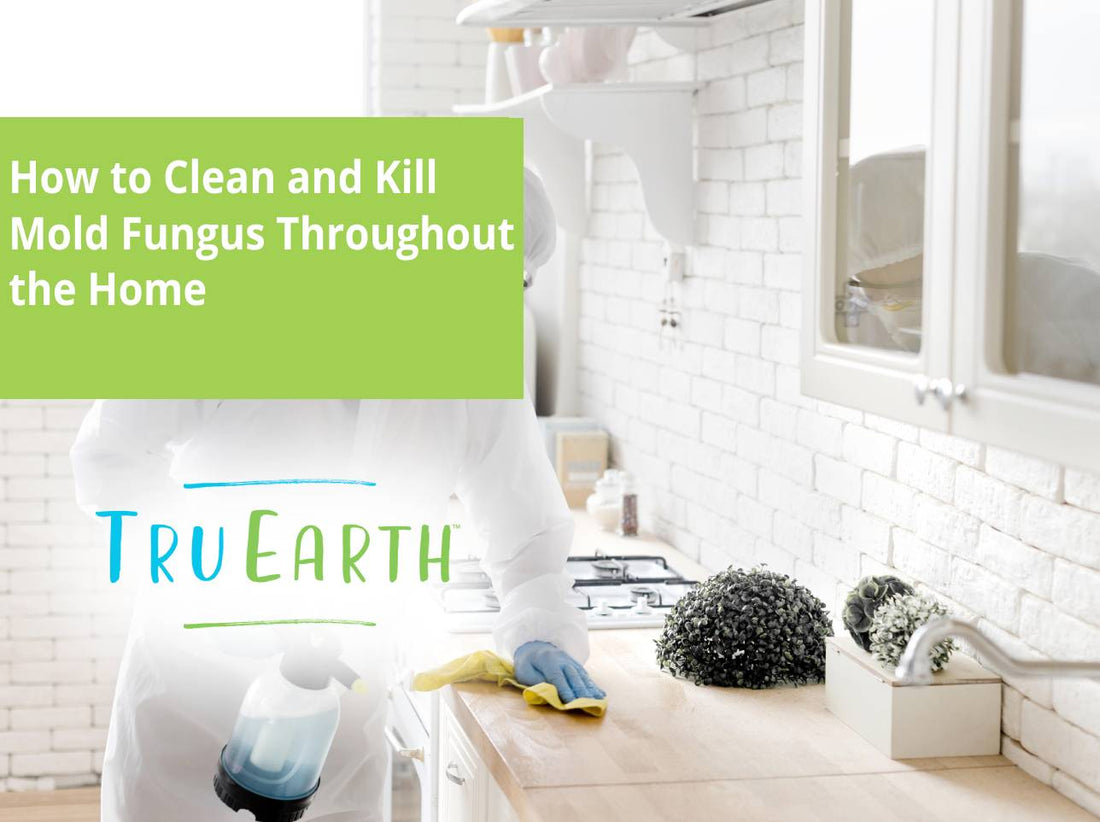 How to Clean and Kill Mold Fungus Throughout the Home