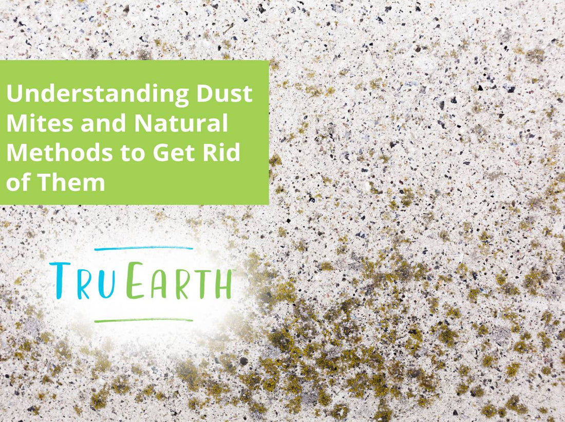 Understanding Dust Mites and Natural Methods to Get Rid of Them