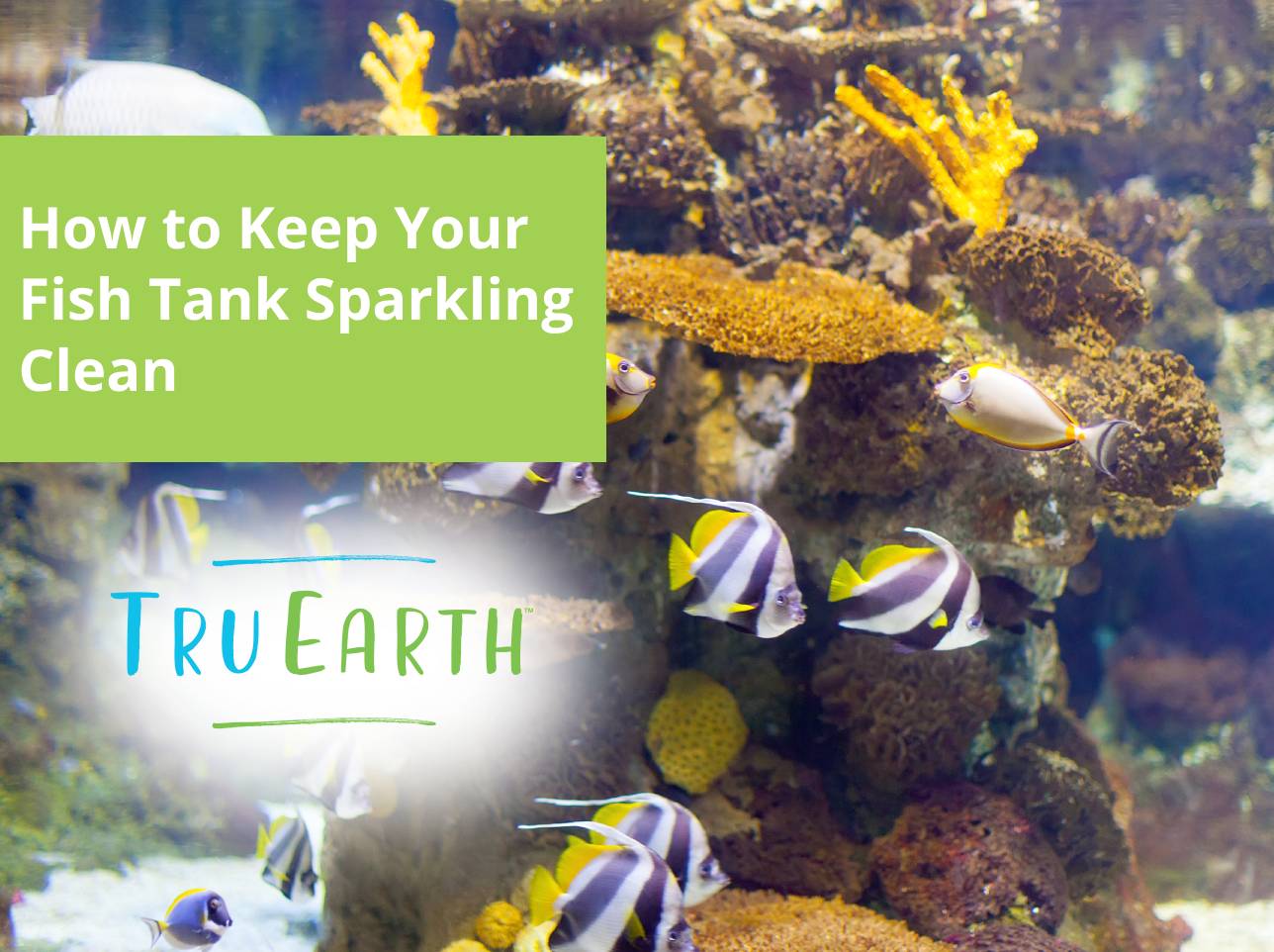 How to Keep Your Fish Tank Sparkling Clean – Tru Earth US