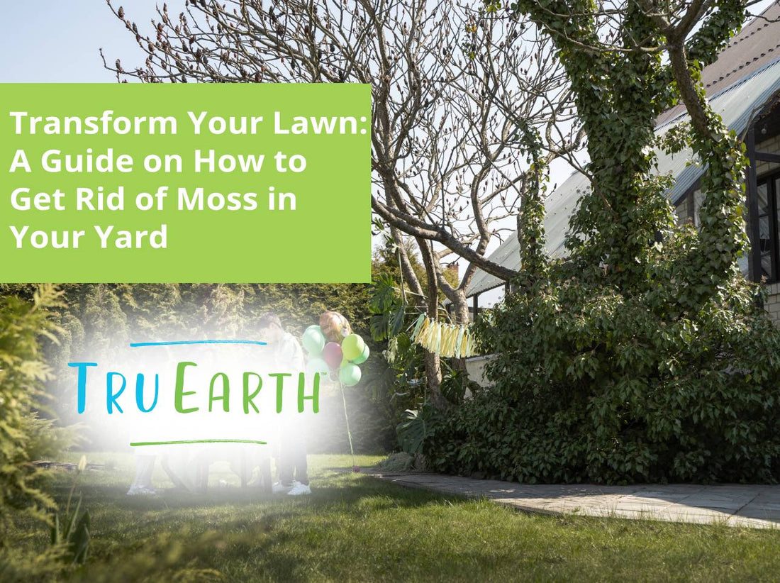 Transform Your Lawn: A Guide on How to Get Rid of Moss in Your Yard