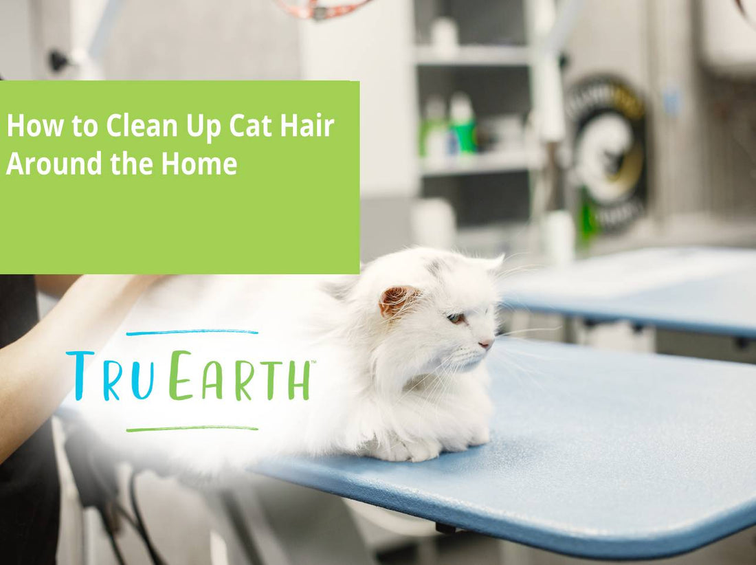 How to Clean Up Cat Hair Around the Home