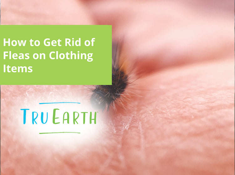 How to Get Rid of Fleas on Clothing Items – Tru Earth US