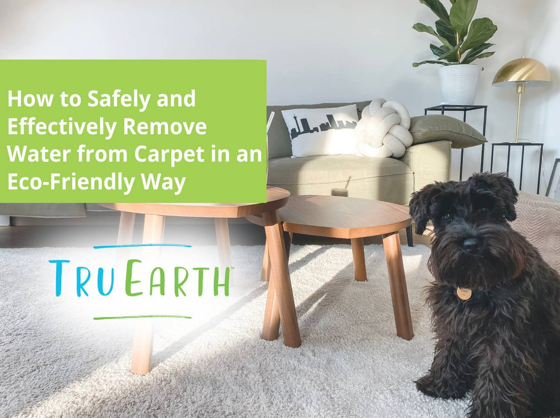 How to Safely and Effectively Remove Water from Carpet in an Eco-Friendly Way