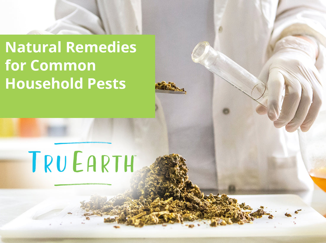 Natural Remedies for Common Household Pests