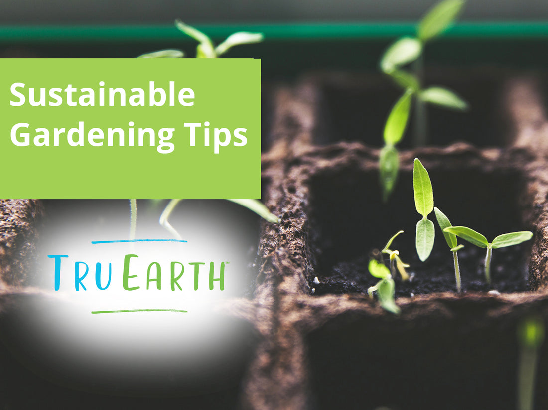 Sustainable Gardening Tips