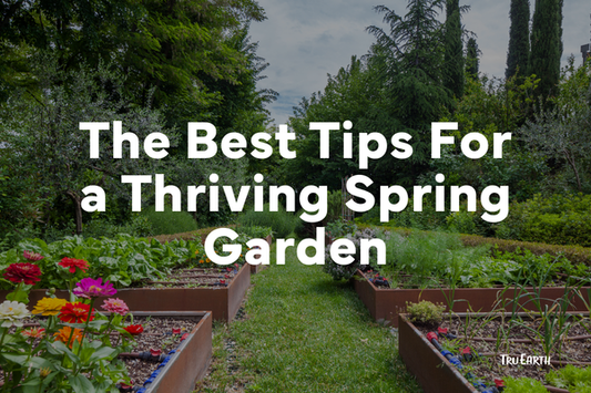 The Best Tips For a Thriving Spring Garden