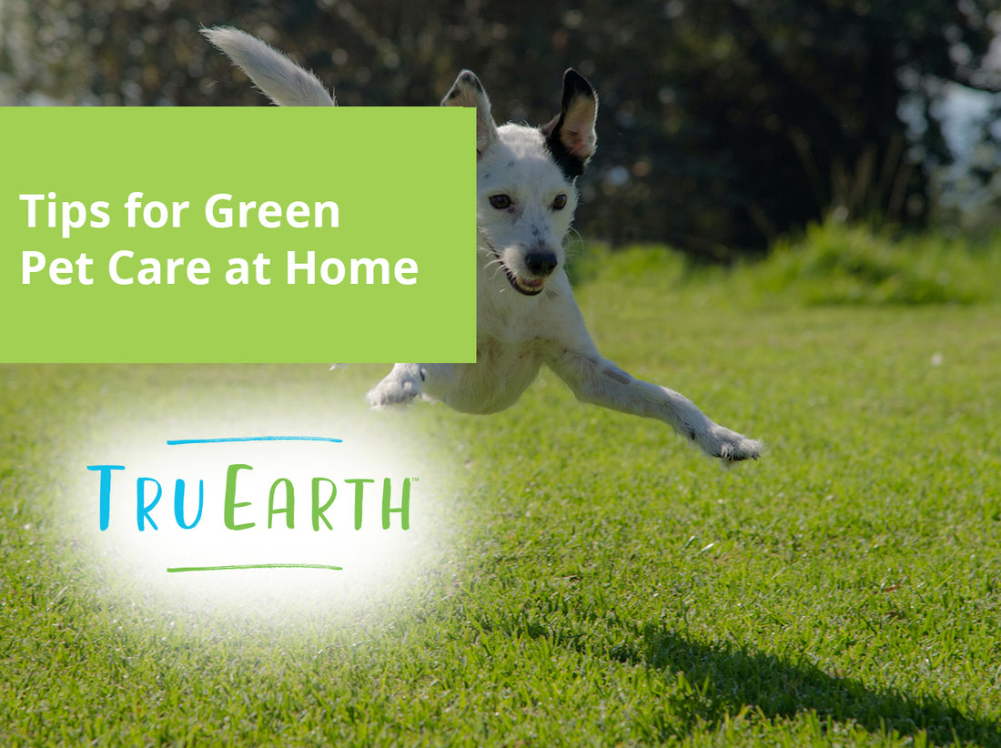 Tips for Green Pet Care at Home